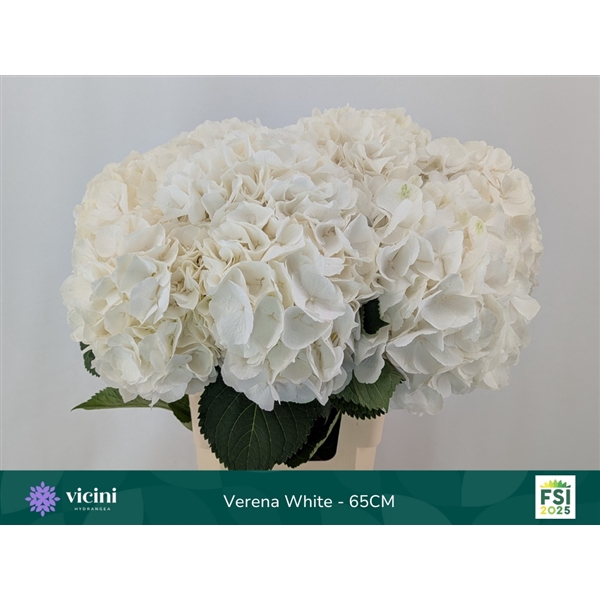 <h4>Hydr Verena White 65 cm Vicini</h4>