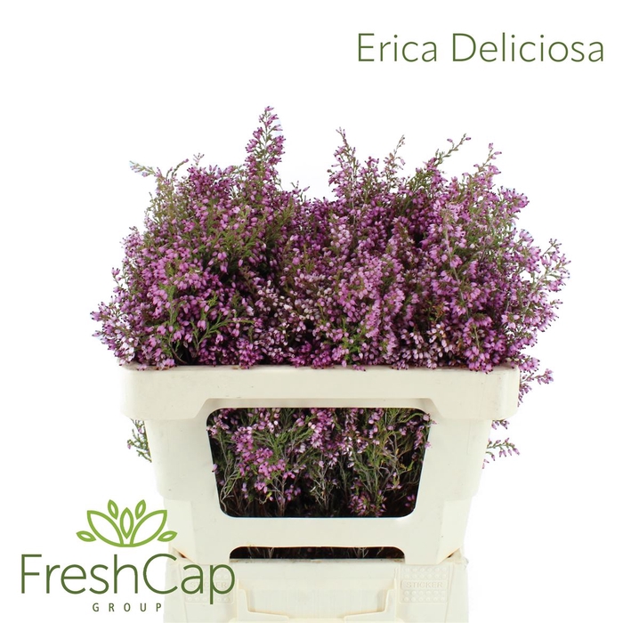 <h4>Erica Deliciosa</h4>