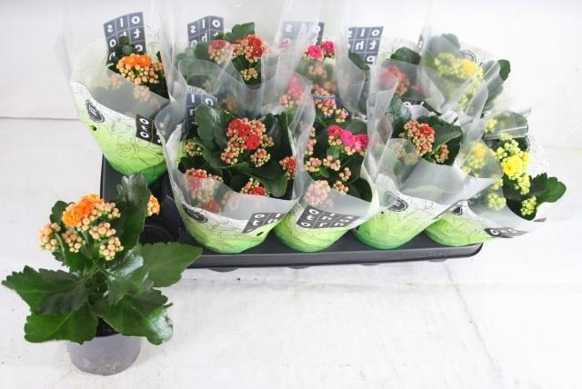 <h4>KAL GE GEM 4 KL</h4>