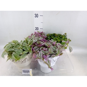 Arr.   Kamerplant Groen L%