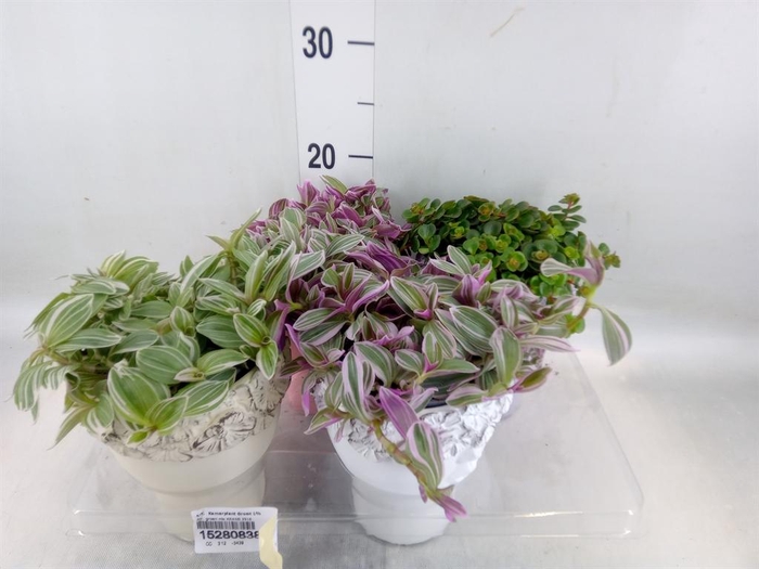 <h4>Arr.   Kamerplant Groen L%</h4>