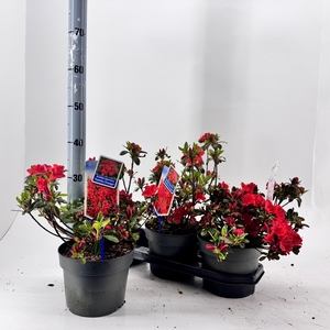 RHOD JA GEISHA ORANG