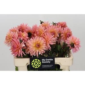 Dahlia Preference