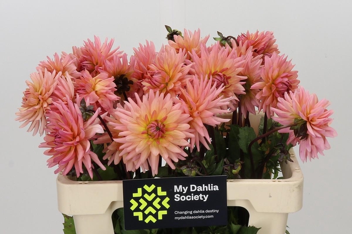 <h4>Dahlia Preference</h4>