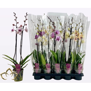 PHAL GEM