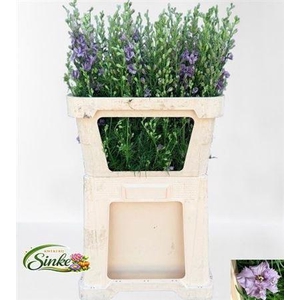 Delph Cons R Misty Lavender