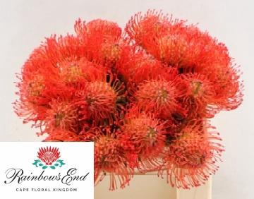 <h4>LEUCO CO SUCCESSION</h4>