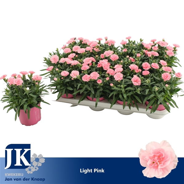 <h4>Dianthus P12 Light Pink TST</h4>