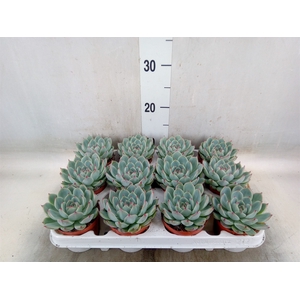 Echeveria   ...