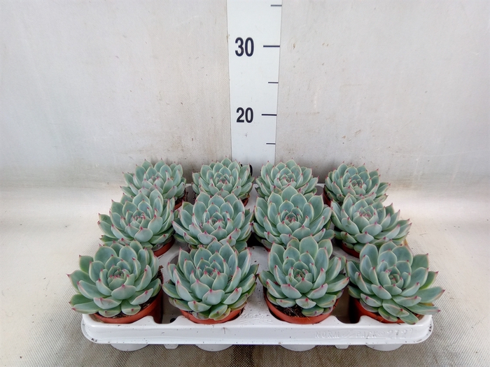 <h4>Echeveria   ...</h4>