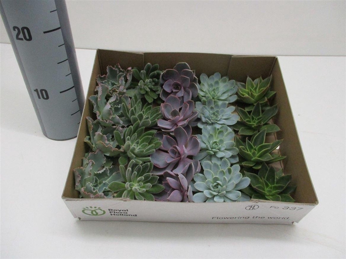 <h4>Echeveria Gemengd Klein X20</h4>