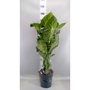 Dieffenbachia seg. 'Reeva'