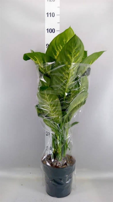 <h4>Dieffenbachia seg. 'Reeva'</h4>