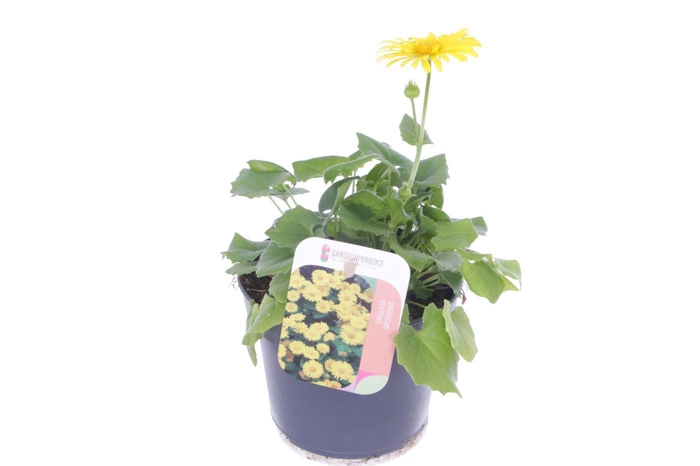 <h4>Doronicum orientale</h4>