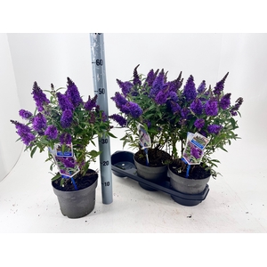 BUDD BFC LITT PURPLE