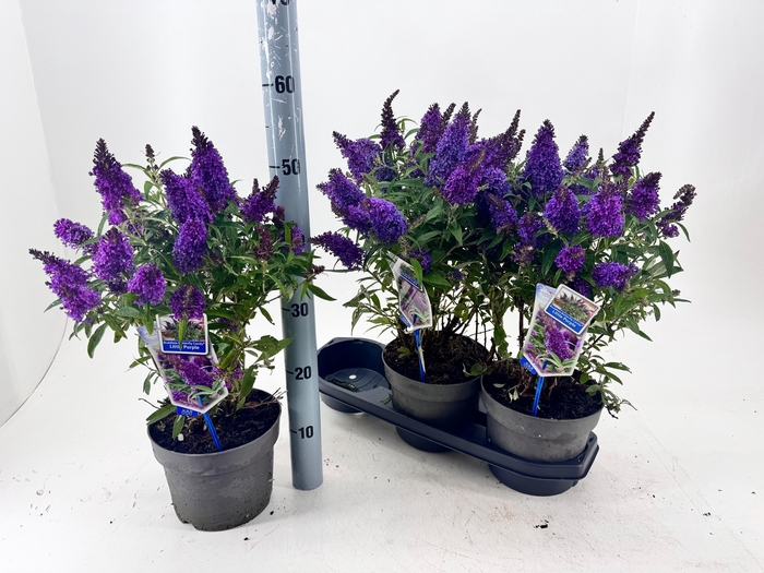 <h4>Budd Bfc Litt Purple</h4>