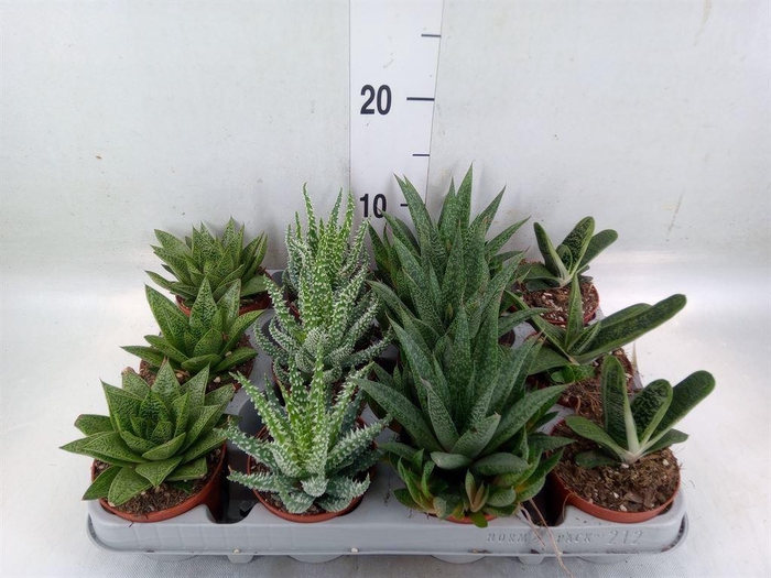 <h4>Aloe   ...mix</h4>