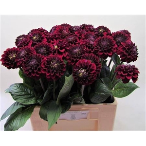Dahl Black Fox