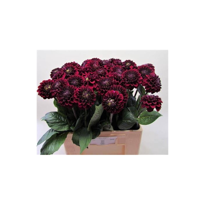 <h4>Dahl Black Fox</h4>