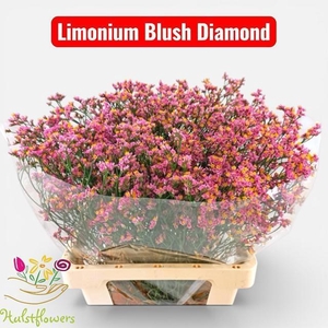 LIM SIN BLUSH DIA