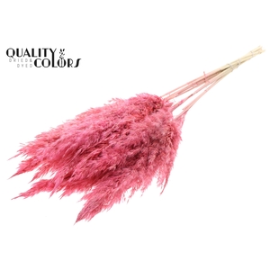 Pampas Grass 70cm 10st/bunch Bleached Frosted Pink