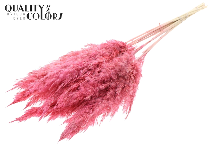 <h4>Pampas Grass 70cm 10st/bunch Bleached Frosted Pink</h4>