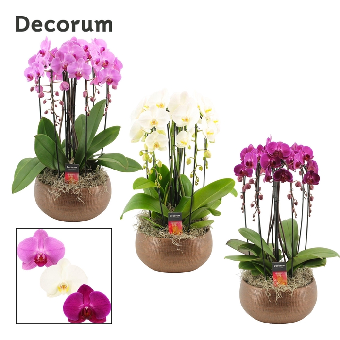 <h4>Terra cascade 6 tak symphony mix (Deco-collection)</h4>