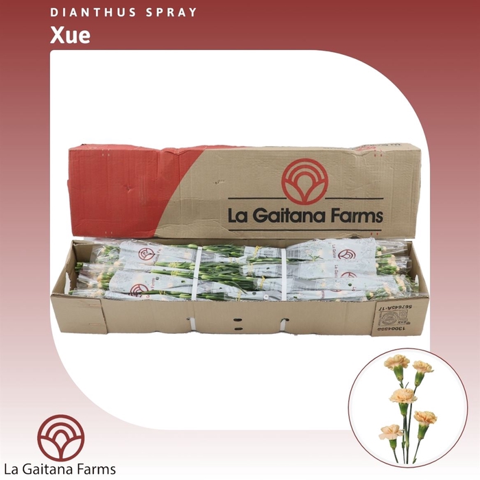 <h4>Dianthus tr Xue</h4>