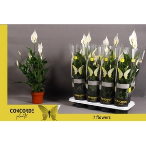 SPATH SWEET CURIOSA