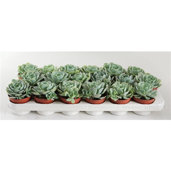 <h4>Echeveria Minima</h4>