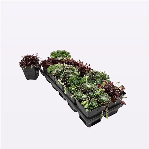 <h4>Sempervivum Mix</h4>