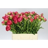 Paeonia Command Performance