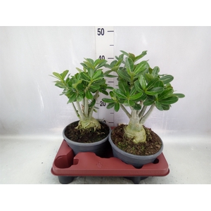 Adenium obesum