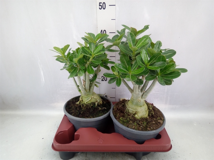 <h4>Adenium obesum</h4>