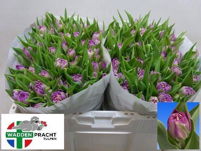 <h4>TU DU CASTELLA</h4>