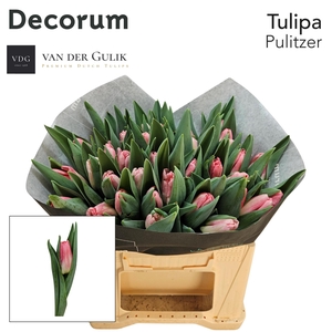 TU EN PULITZER 566 50 VDG klok 1