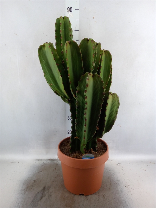 <h4>Euphorbia ingens</h4>