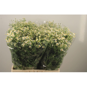 Tanacetum Pa Cameron X100