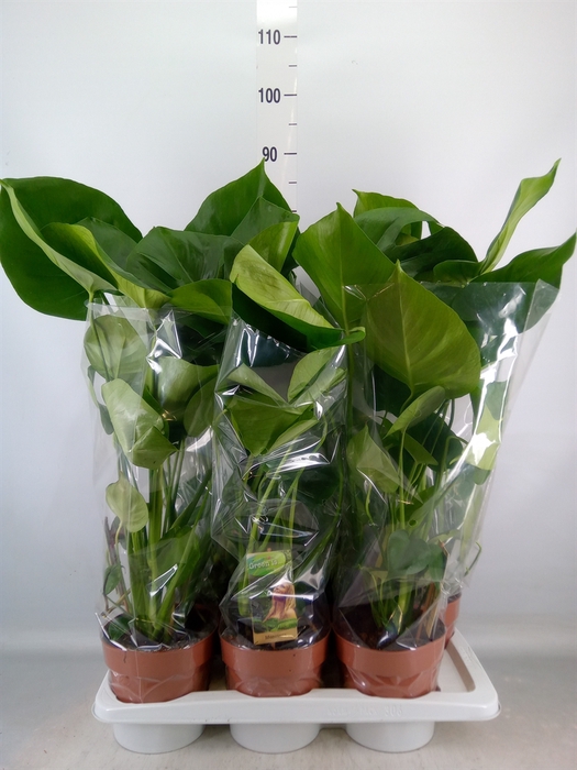 <h4>Monstera delic.</h4>