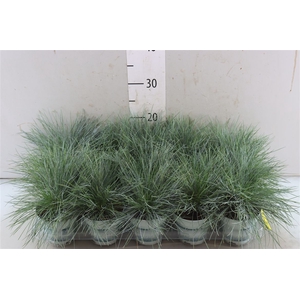 Festuca Glauca Compacta Blue