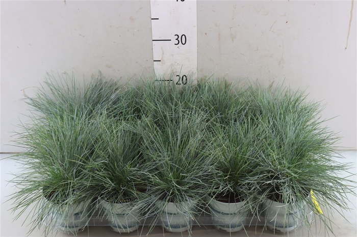 <h4>Festuca Glauca Compacta Blue</h4>