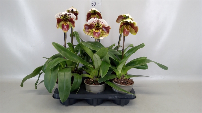 <h4>Paphiopedilum american hybride mix</h4>