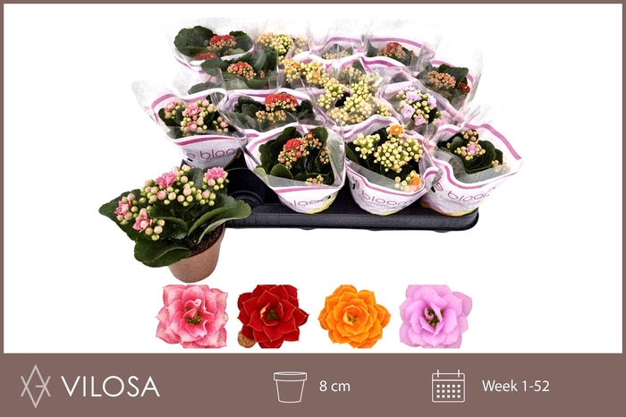 <h4>KAL GE GEM 4 KL</h4>