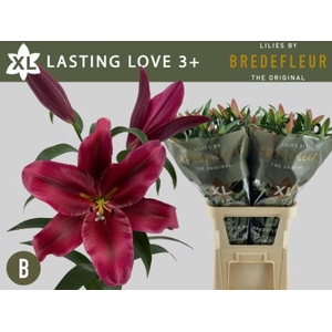 Li Or Lasting Love 3+ Bredefleur