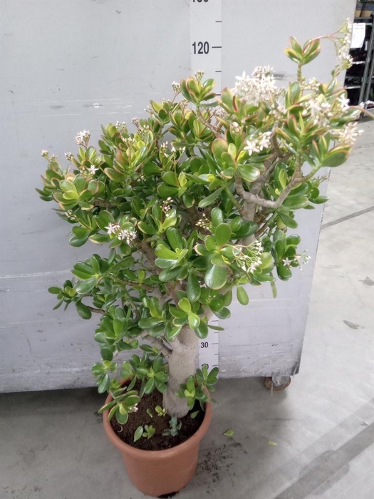 <h4>Crassula ovata 'Sunset'</h4>