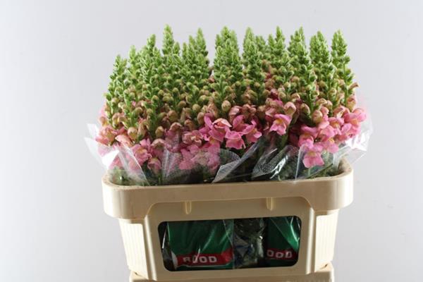 <h4>Antir Opus Pink Kw Ro</h4>