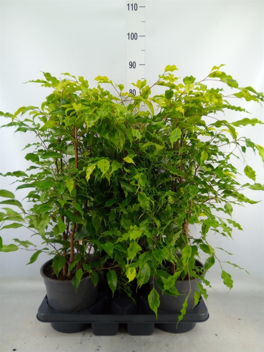 <h4>Ficus benja. 'Golden Monique'</h4>