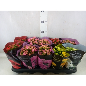 Kalanchoe blos.   ..rosebud rs fl 5