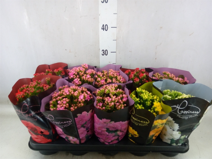 <h4>Kalanchoe blos.   ..rosebud rs fl 5</h4>