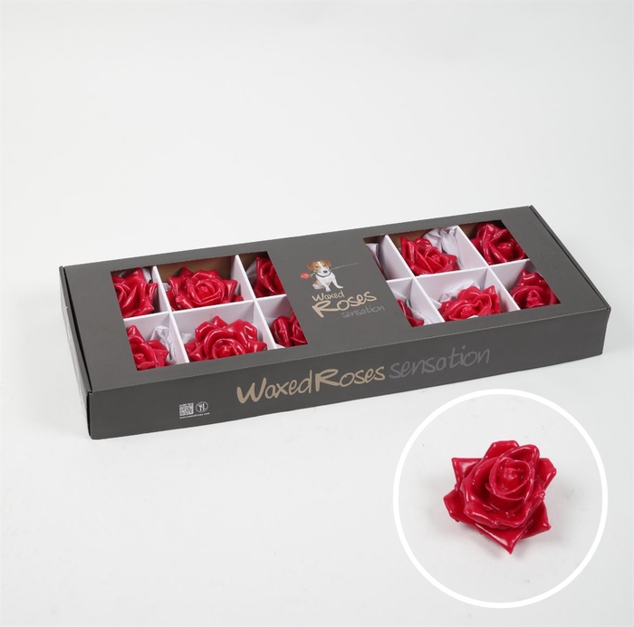 <h4>R Zijde Wx (Bl) Cerise</h4>